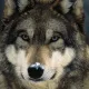 Pali_Wolf