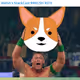 Welshcorgi777