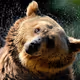 bear21