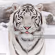 Whitebeast_