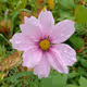 dawnflower