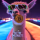 NewMetaMoney
