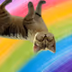 sandcathype