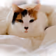 Twiggy_8065