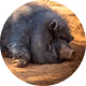 wildboar8