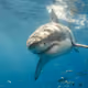 remesharks