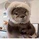 outrageous_otterbear