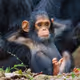 MonkeyMints
