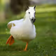 MrHorseduck