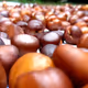 ariescarolia_art