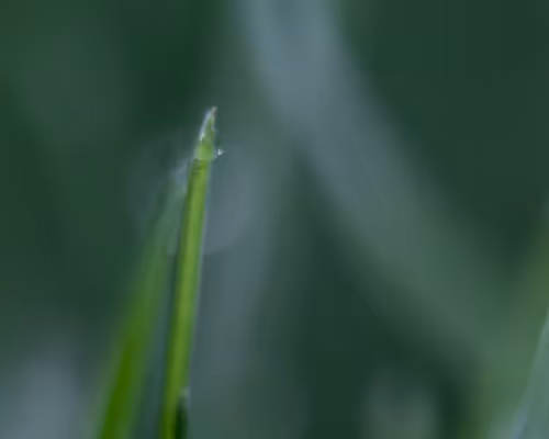 OpenSea banner for @Photography