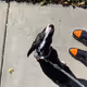 RTRSPCT