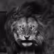 GVLions
