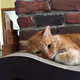 HelaCat