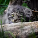 Mittens_