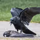 MurderOfCrows