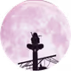 Utachiichiha01
