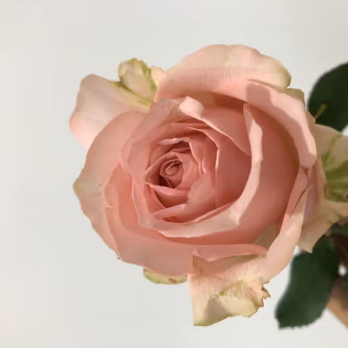 OpenSea profile picture for @PinkRoses