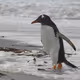 TheRoyalPenguin