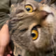 CatFoodProfits