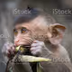 hungrymonkey