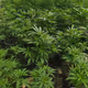 ZenZen_Seeds