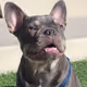 penelopesmushface
