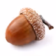 VariableHelix-Acorn