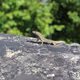 MacroWild