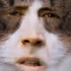 CageCat