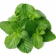 The_Fresh_Mint