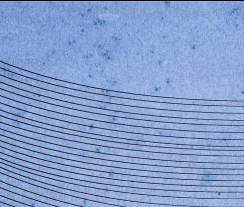 OpenSea banner for @bitsy