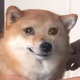 VeSadge
