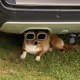dogsc