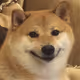 dogeshan
