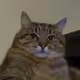 WadeXBT