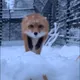 nftbutler_FOXFOXFOXFOX