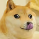 doge_PT42069