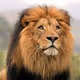 KhalisRoars