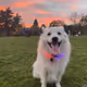 SNapolicious