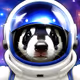 Badgerlandcrypto