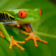 Answerfrog