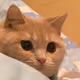 DodocoCat