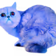 Burnerland