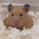 aohamu