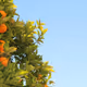 topgamerdoventor