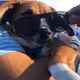 doobythedoge