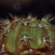 Cactus_Shaman
