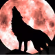 Pinkwolf