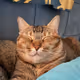 SillyCatz